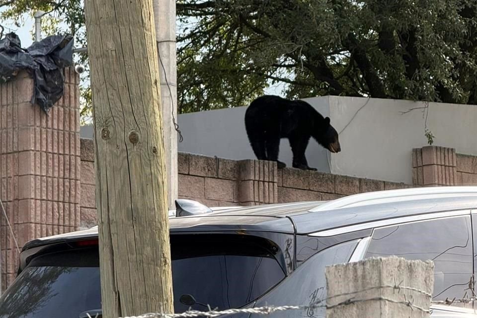 Este miércoles, padres de familia captaron a un oso en el Colegio Himalaya.