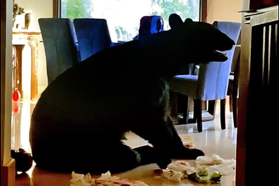 Los avistamientos de animales en las zonas residenciales de San Pedro son constantes.