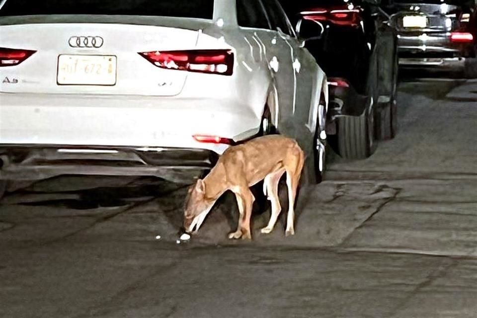 Los avistamientos de animales en las zonas residenciales de San Pedro son constantes.