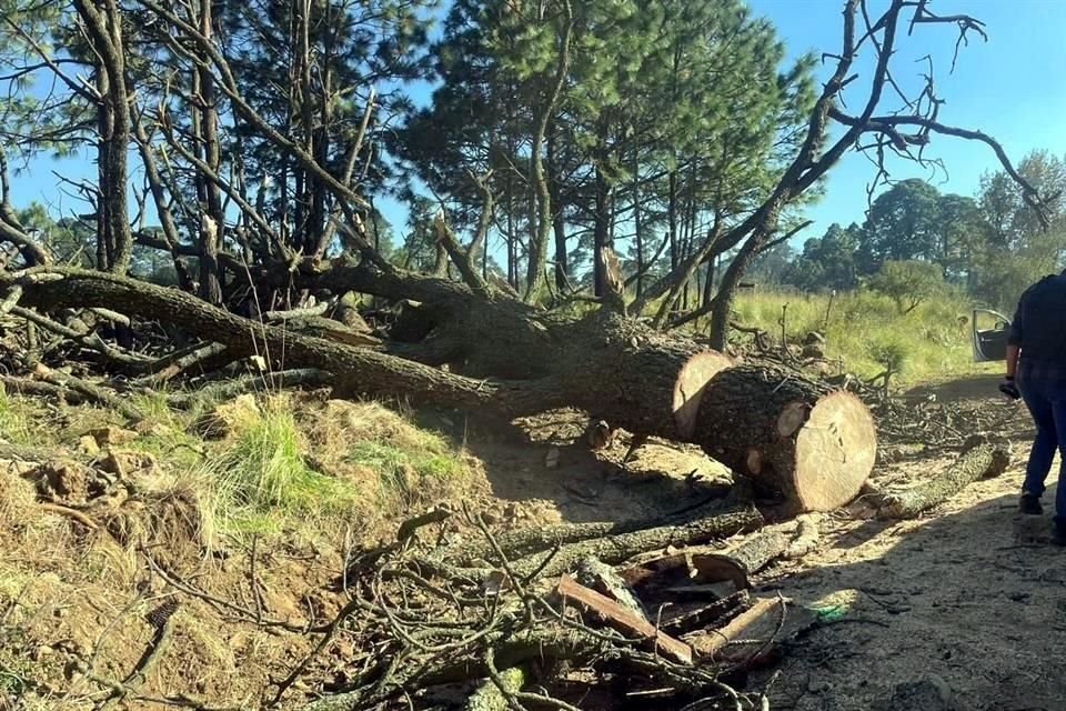 El operativo contra la tala árboles se realizó en la Alcaldía Milpa Alta.