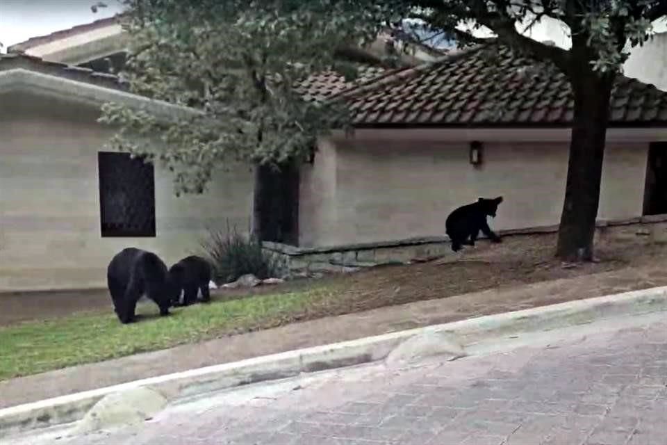 Hoy de una familia de osos fue vista en la zona de Veredalta.