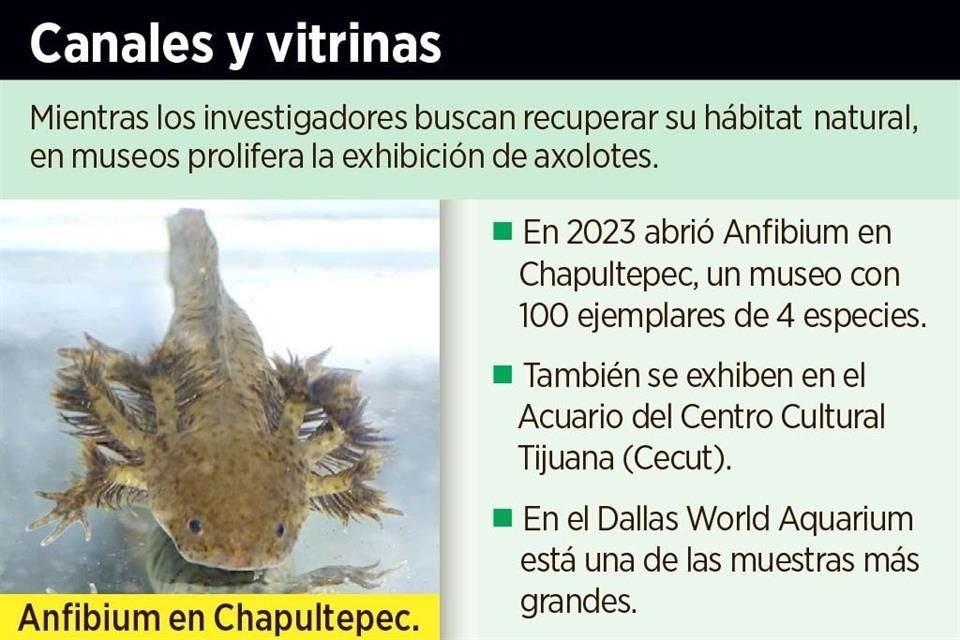 Buscan medidas para salvar el hábitat del axolote para la supervivencia de la especie.