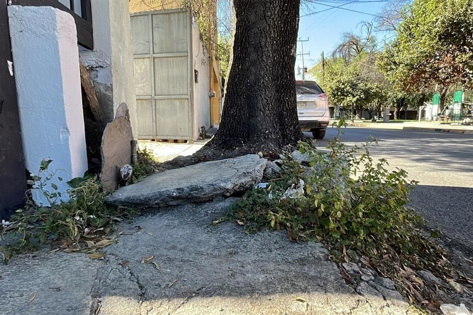 Árboles atravesados y pavimento roto por las raíces bloquean a los peatones.