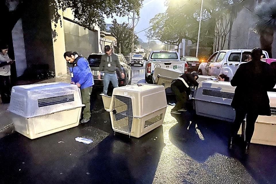 Un total de 18 perros fueron asegurados por la Secretaría de Medio Ambiente estatal, de una residencia en Bosques del Valle.