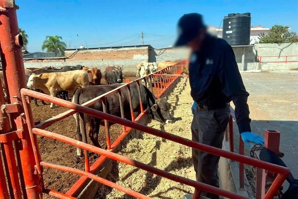 Sheinbaum described the U.S. decision to close the border to Mexican livestock due to a single new case of screwworm as excessive.