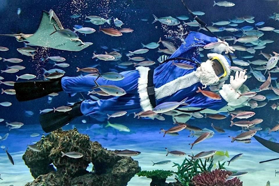 Un Santa Clos vestido de azul aparece en el Sunshine Aquarium, en Tokio, donde buceó frente a los visitantes y usó fauna marina como renos.