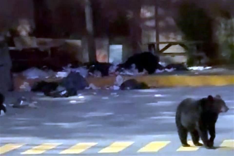 Los osos fueron vistos en la zona del estacionamiento del Colegio.