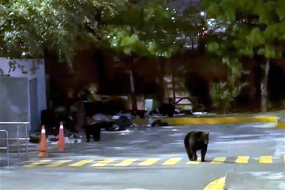 Los osos fueron vistos en la zona del estacionamiento del Colegio.