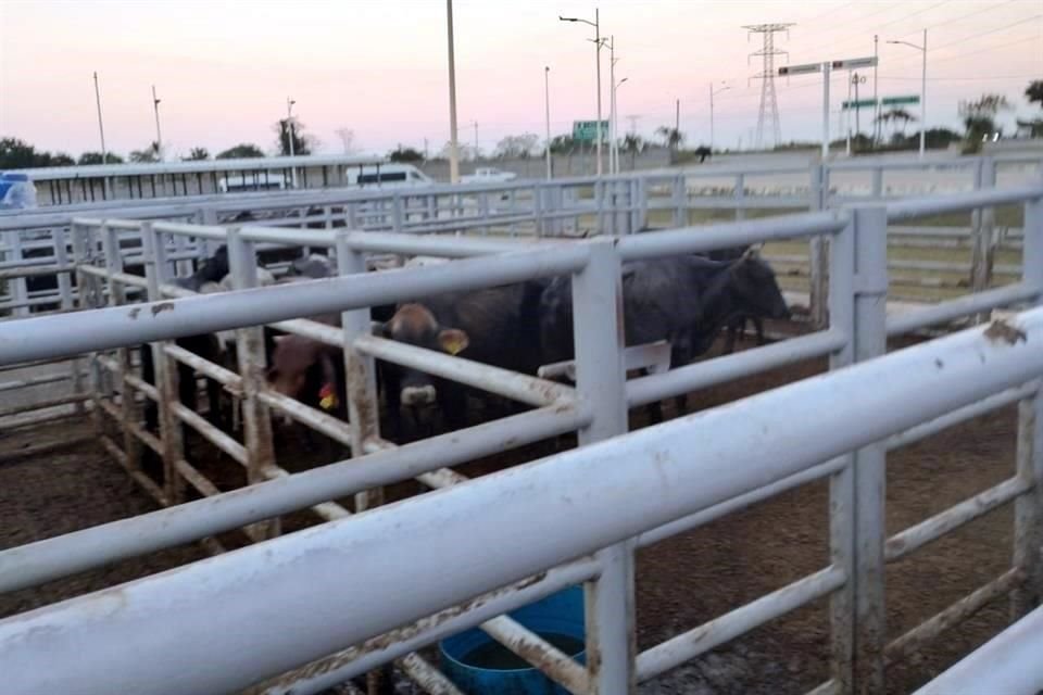 En poco más de un mes de emergencia sanitaria, tras la detección de la presencia del gusano barrenador de ganado (GBG), se han inspeccionado más de 116 mil cabezas ingresadas por la frontera sur