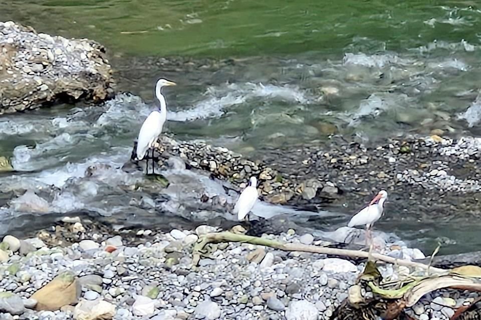  Financiados por Nat Geo, ONGs registrarán la biodiversidad del Río Santa Catarina.