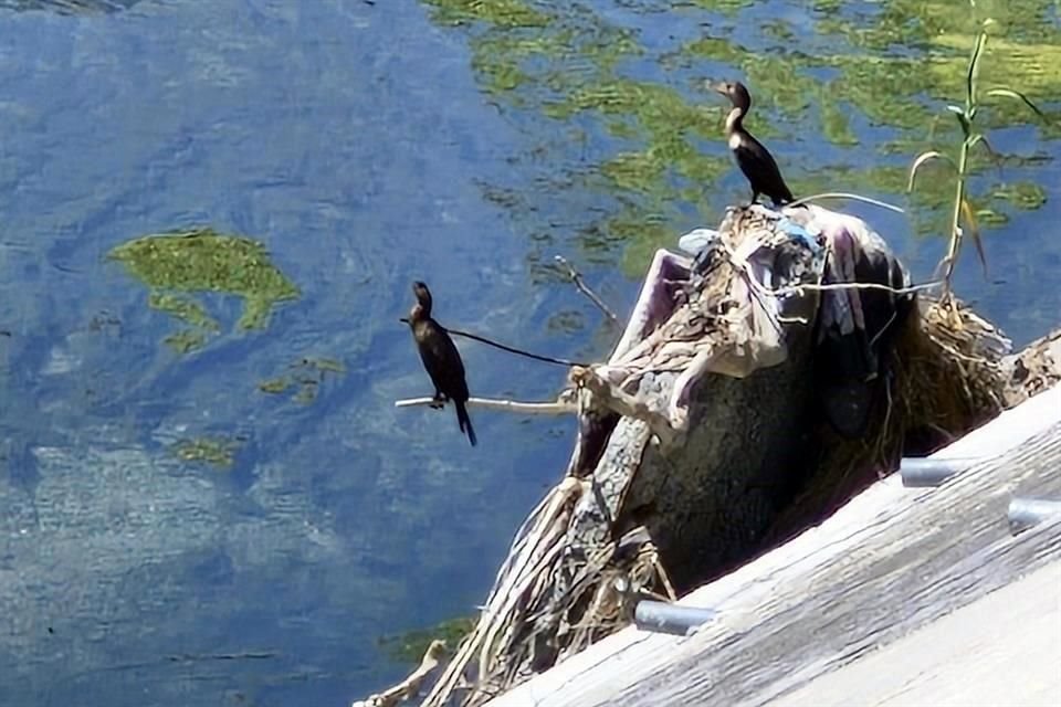  Financiados por Nat Geo, ONGs registrarán la biodiversidad del Río Santa Catarina.