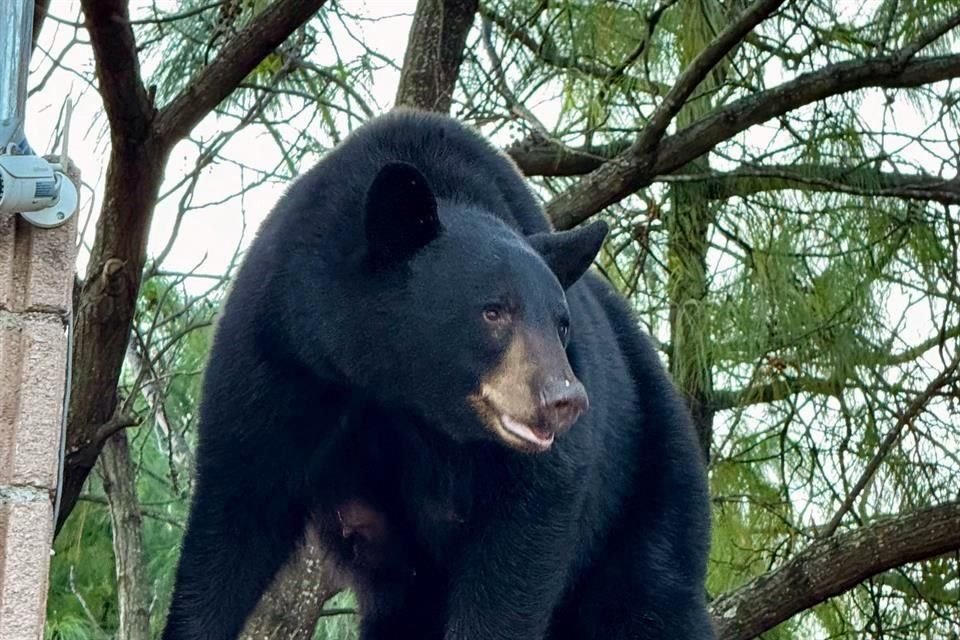 El oso negro habita a lo largo del Parque Nacional Cumbres, por lo que su presencia zonas de la Ciudad ha sido común a lo largo de la historia.