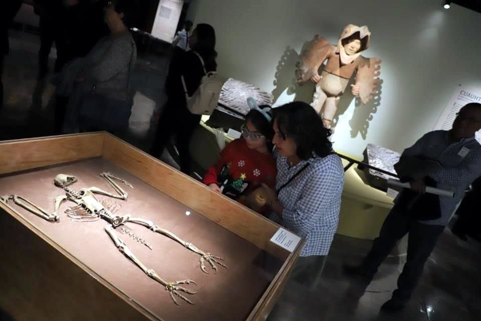 La muestra honra la metáfora del águila que desciende con la presentación de los restos óseos de un ave rapaz proveniente de la Ofrenda 125 del Templo Mayor.