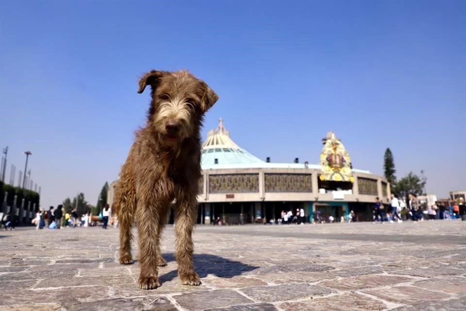 Después de que peregrinos regresaran a sus lugares de origen, la mayoría de los perros que los acompañaban quedaron abandonados en la Basílica de Guadalupe.