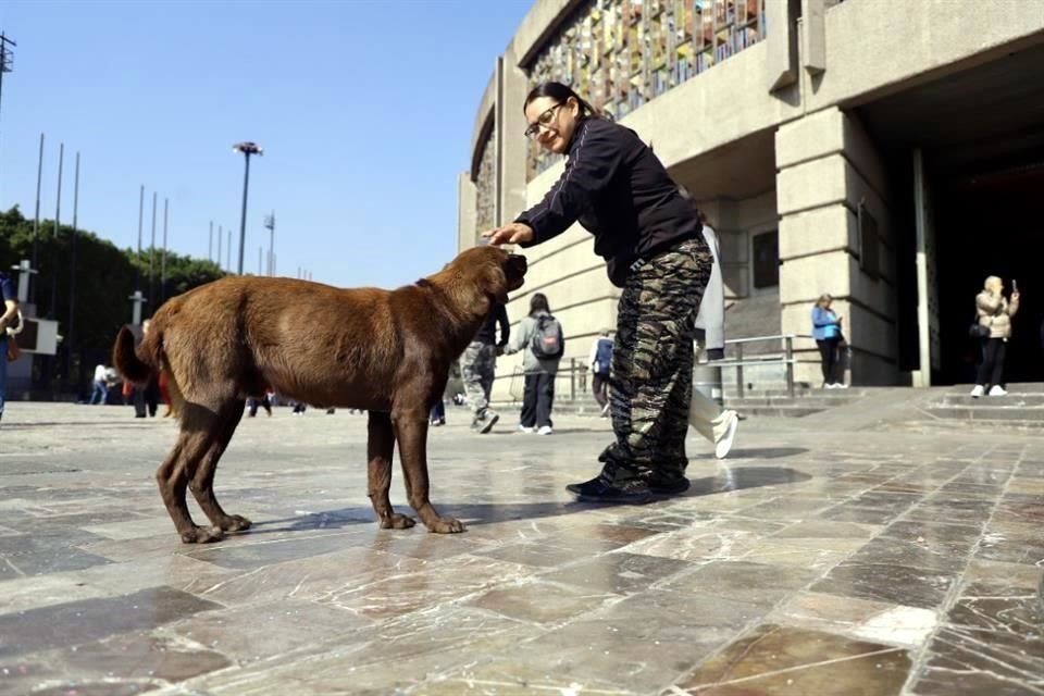 Por su parte, Agatán reportó haber rescatado a 12 perros.