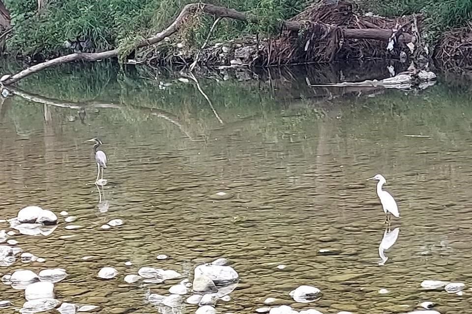 Las garzas, entre ellas las 'dedos dorados' (der.) son muchas de las aves que pueden observarse en el Río La Silla.