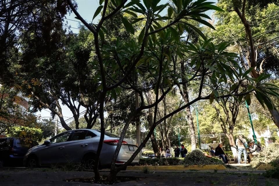 Varias alcaldías de la Capital no tienen censos que les permita saber cuántos árboles están enfermos y en riesgo de caer.