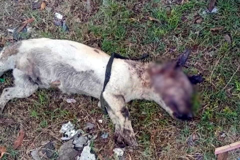 Debido a las lesiones que sufrió, el perro fue encontrado muerto poco después.