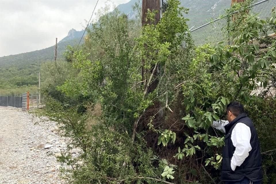 Los sellos de suspensión fueron ocultos detrás de ramas.