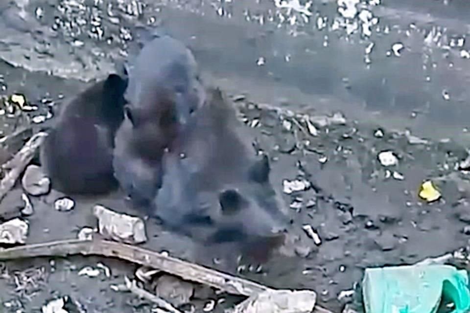 Una osa y sus dos oseznos fueron rescatados de una zanja ubicada en la sierra del municipio de Iturbide.