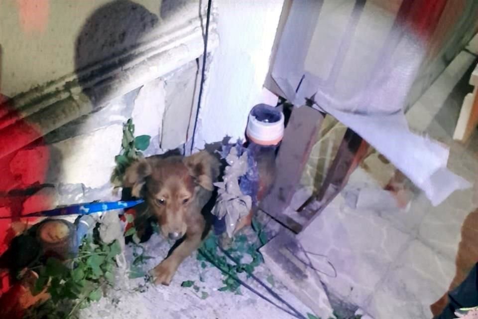 El perrito quedó atorado en el barandal de una casa ubicada sobre la calle Yuca, en el octavo sector de la Colonia Ébanos Residencial.