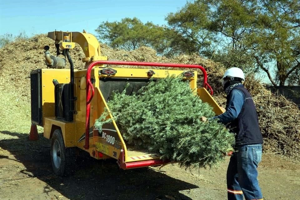 El Municipio de San Nicolás asegura recolectar más de 100 pinos navideños en los centros de acopio para convertirlos en abono para plazas.