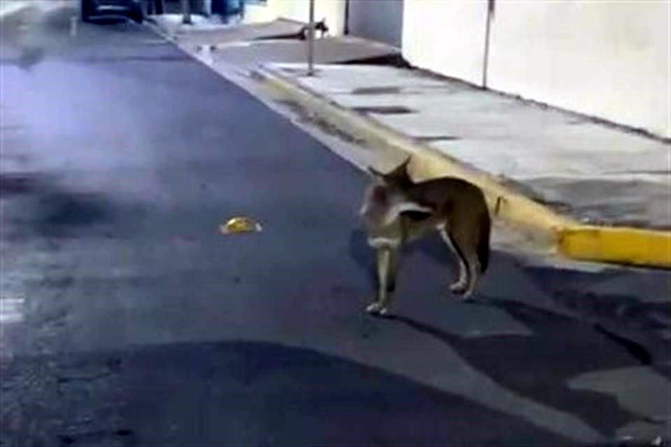 El par de coyotes fue grabado a la altura de las calles Manuel Doblado y Puebla. 