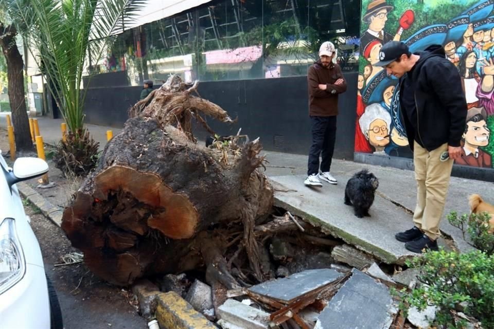 La base del árbol permanece en la Calle Filadelfia, en la Colonia Nápoles, Alcaldía Benito Juárez.