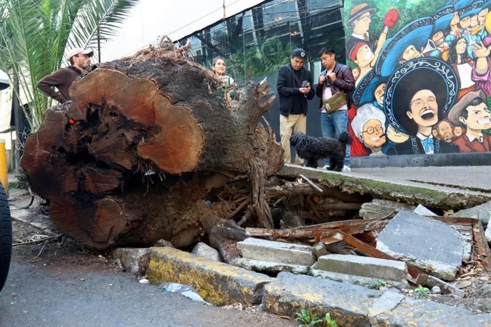 El 19 de Julio del año pasado, un árbol cayó encima de un auto estacionado y una mujer que se encontraba en el interior del auto murió.