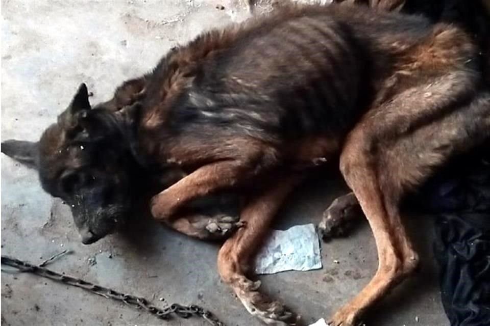 Dos días después de ser rescatado del taller, el perro 'Warrior' murió en una veterinaria.