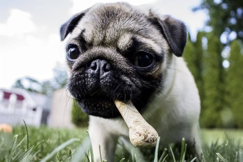 Expertos brindan recomendaciones para que nuevos tutores puedan garantizar el bienestar de sus perros.