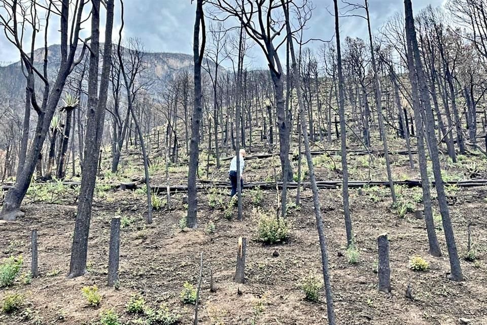 Con el derribo y acomodo de árboles, propietarios y ejidatarios están trabajando para evitar escurrimientos y erosión de suelo en la zona afectada por incendios forestales.