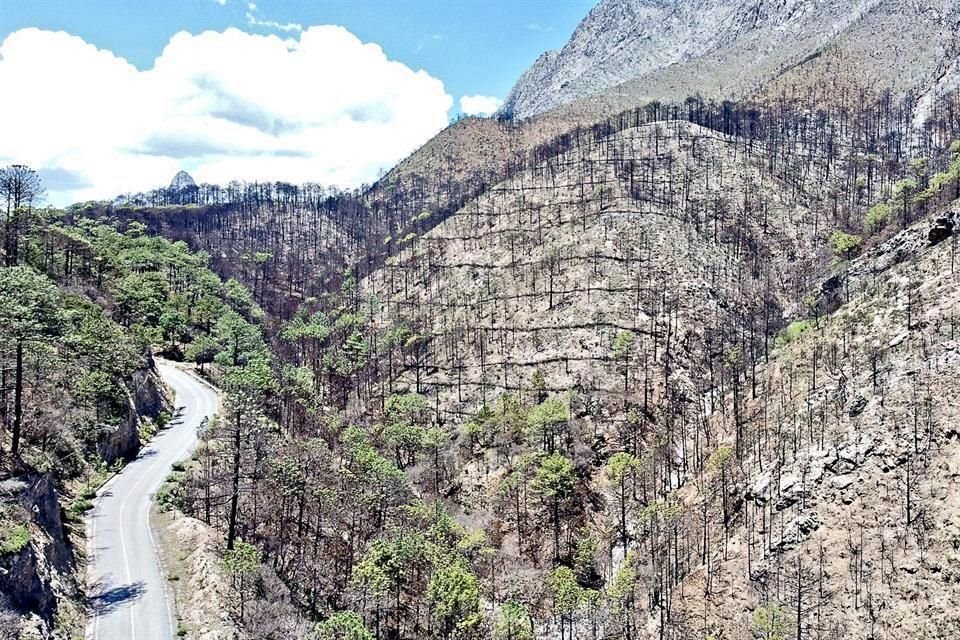 Con el derribo y acomodo de árboles, propietarios y ejidatarios están trabajando para evitar escurrimientos y erosión de suelo en la zona afectada por incendios forestales.