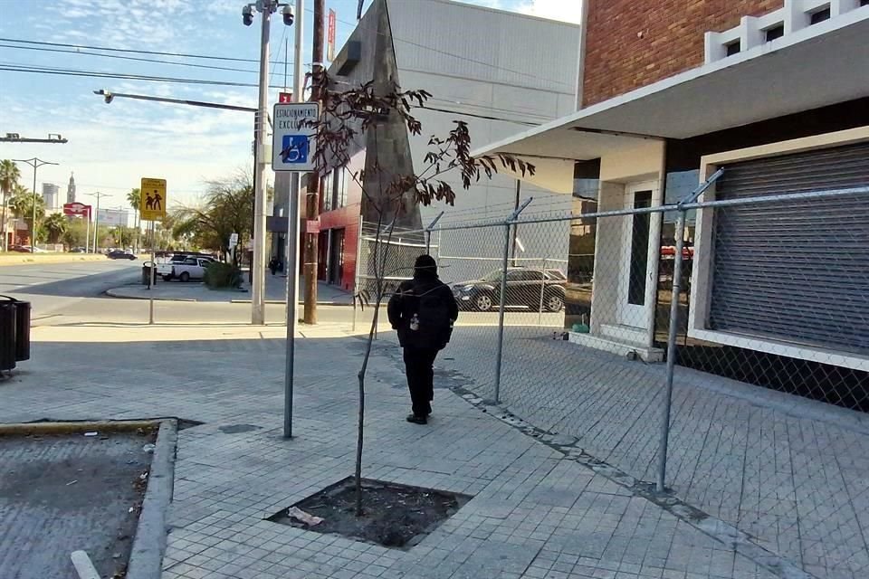  Árboles trasplantados en la Calzada Madero ya se están secando.