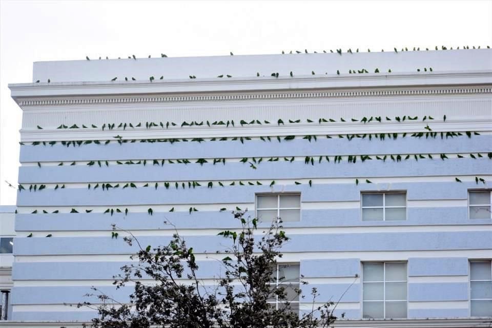 Las aves cubren el Casino Monterrey, lugar que junto con la Plaza Zaragoza y el Palacio Federal suele ser los sitios en los que sobrevuelan por las mañanas y tardes.