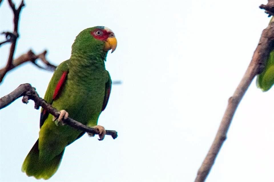 FG PERICOS CENTRO