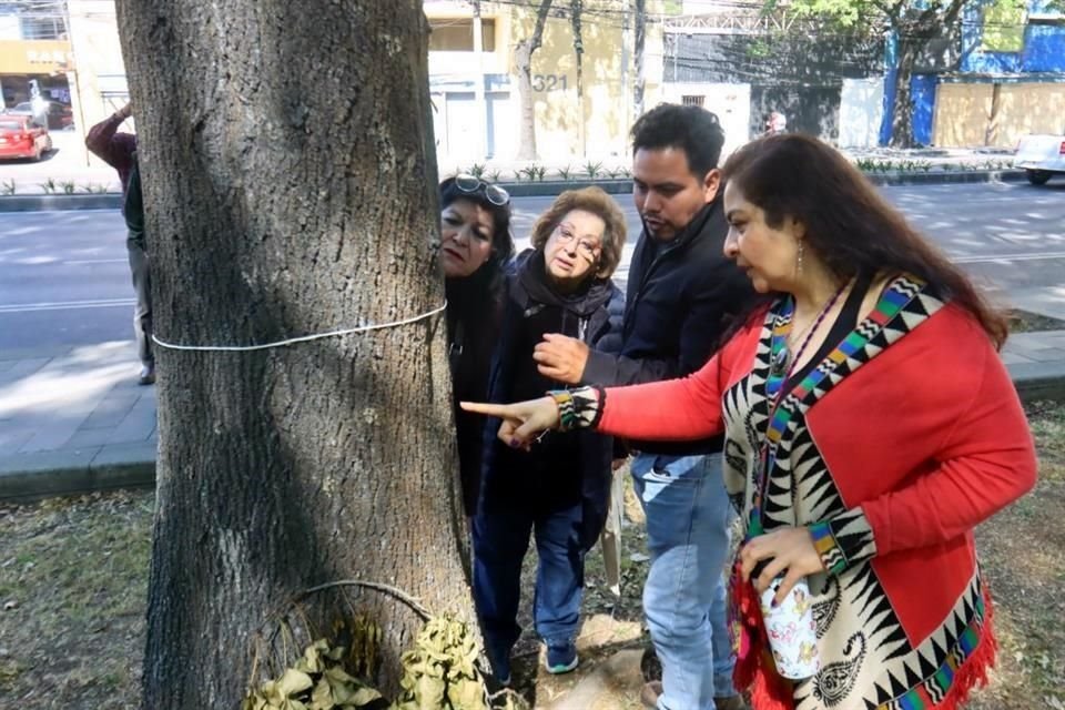 Colonos han señalado que autoridades no muestran interés por el estado de los árboles de la CDMX.