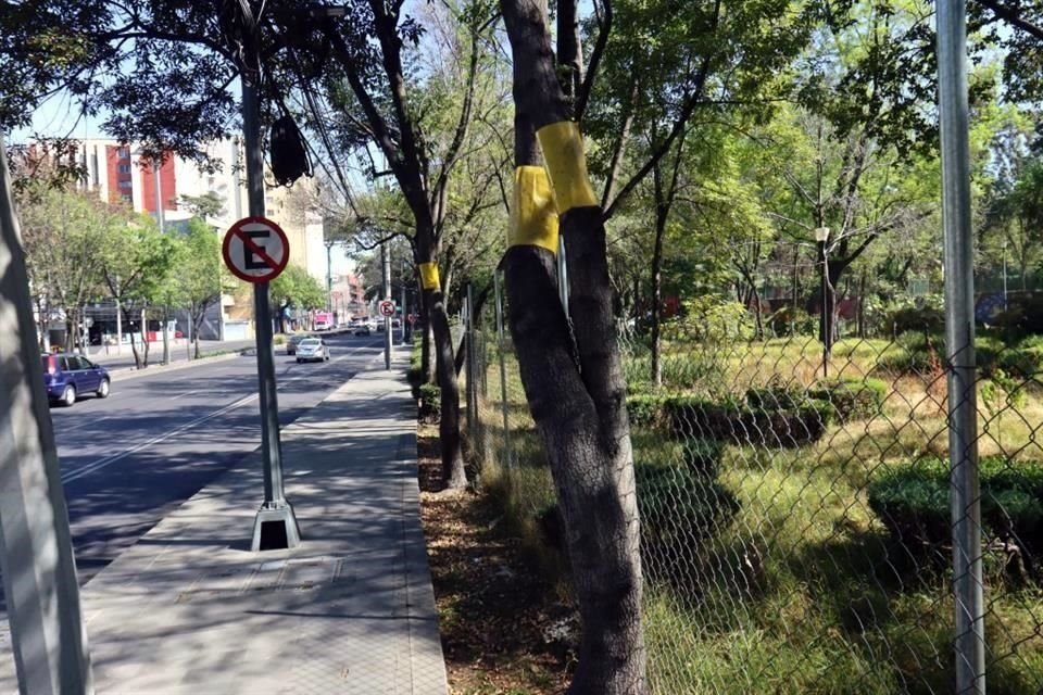 Los fresnos en tratamiento están ubicados en un sitio contiguo al cauce del Río Magdalena.