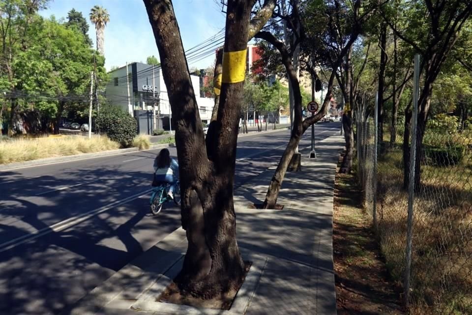 El criterio para hacer la intervención en el arbolado fue por la cantidad de perforaciones que hicieron los insectos.