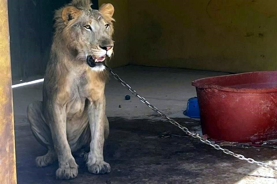 Un león fue localizado en un domicilio de Escuinapa, Sinaloa, derivado de operativos en la entidad ante violencia.