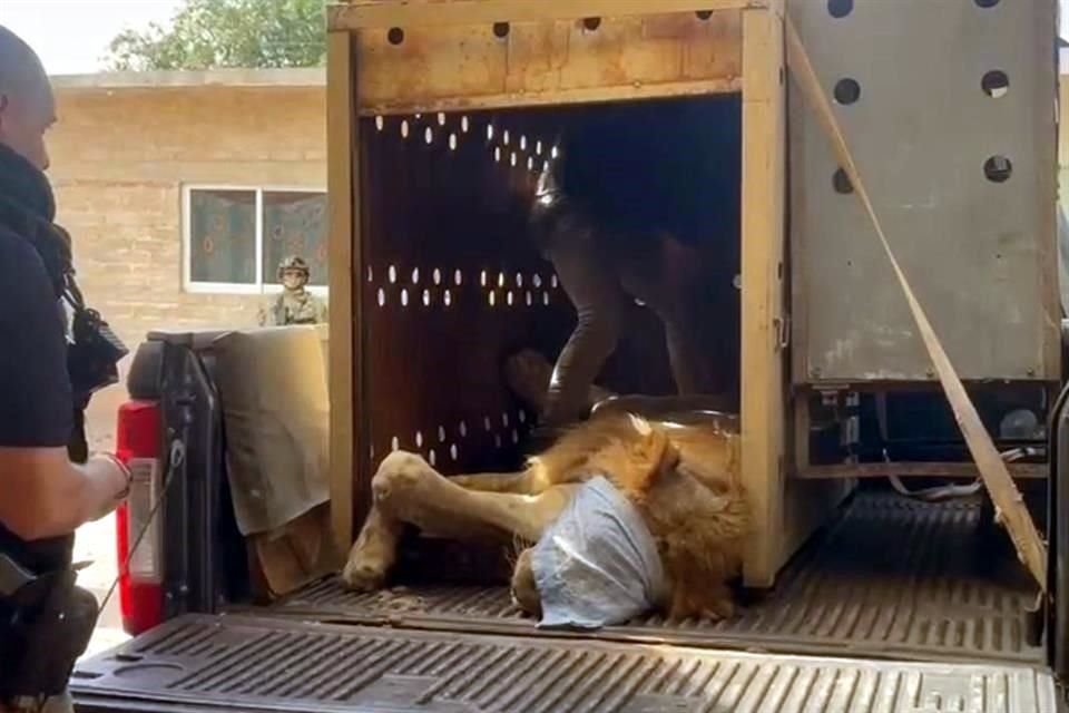 Con apoyo de Ostok Sanctuary, se aseguró al felino que fue trasladado a un refugio donde se le dará 'asilo temporal'.