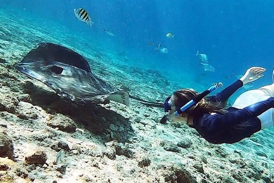 La bióloga marina y catedrática Nadia Rubio Cisneros se ha dedicado desde hace más de una década a la conservación y difusión de las especies de los océanos.