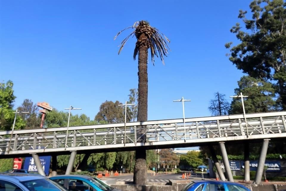 Un ejemplo. La palmera ubicada en Villa Olímpica del Metrobús sigue en pie, pero sin vida. Como esta hay cientos de ejemplares en la CDMX.