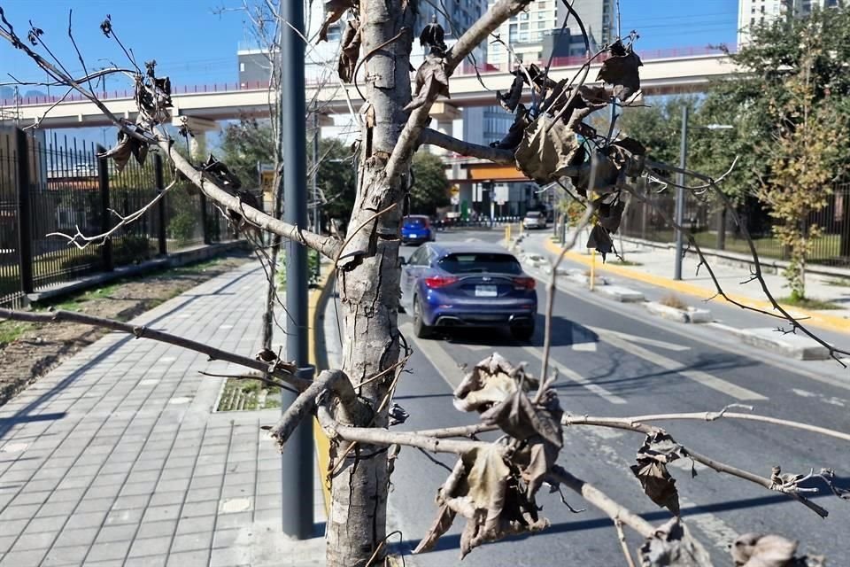 Por la calle Washington, más de una decena de árboles están secos cerca de Fundidora.