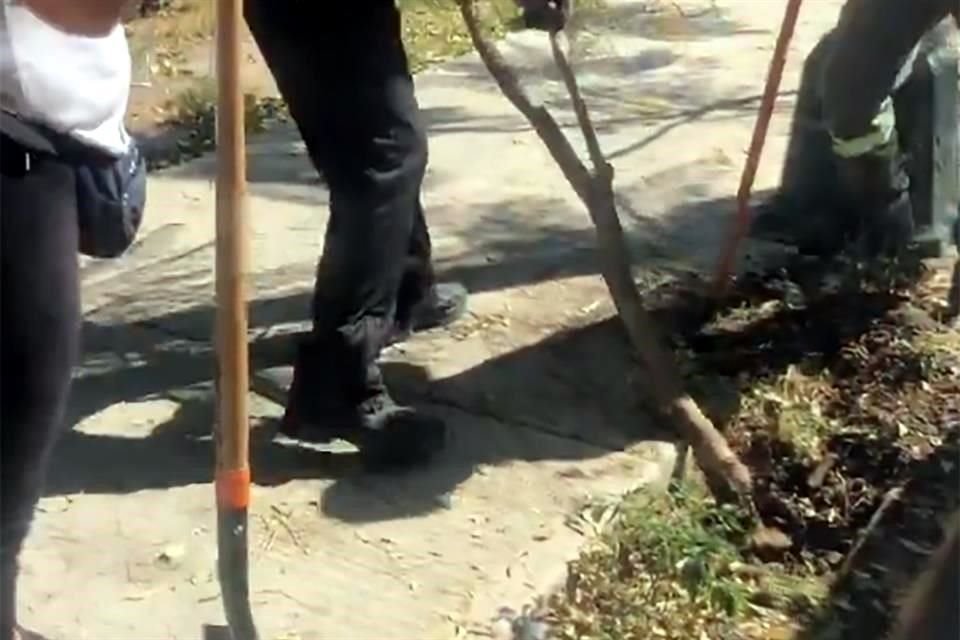 QUITAN JACARANDAS. Trabajadores de la Alcaldía retiraron los 20 ejemplares la semana pasada.