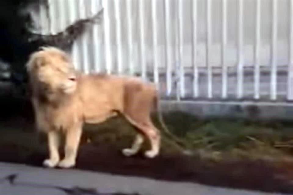 En redes sociales se compartieron fotos y un video de un león caminado por calles de Ocoyoacac.