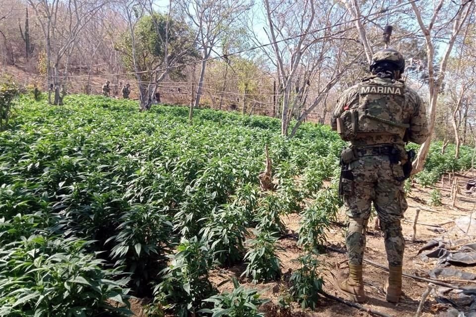 Tres sembradíos de marihuana con más de 11 toneladas de plantas de droga fueron destruidos en el poblado El Limoncito, en Culiacán, Sinaloa.