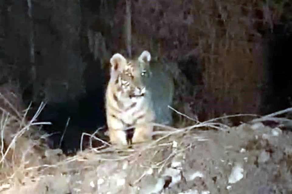 El municipio informó que recibió un reporte sobre la presencia del tigre en los límites de Escobedo y el Carmen, cerca de la Colonia Solana.