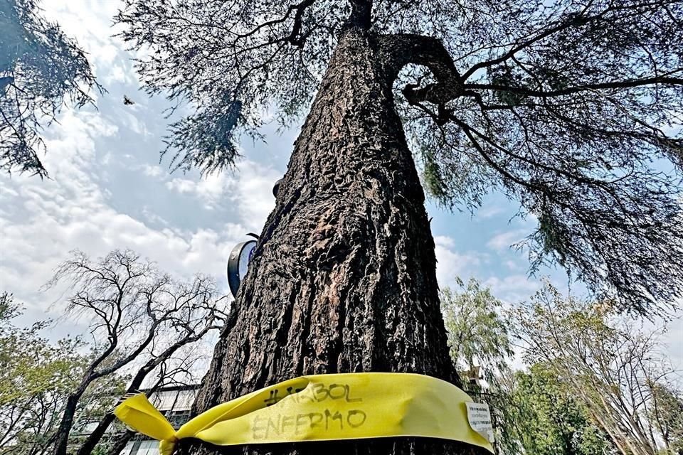 Vecinos identificaron mil 924 árboles enfermos en la zona de Polanco.