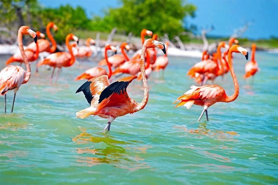 Incluyen más de 350 kilómetros de litoral entre Celestún y El Cuyo, presumen manglares, ojos de agua, cocoteros, esteros, avistamiento de aves e impactantes atardeceres.